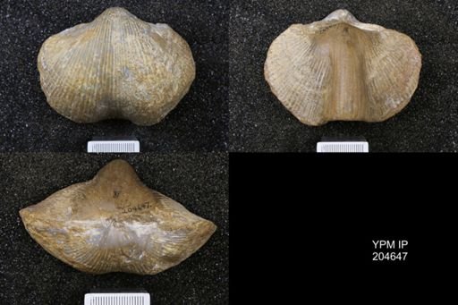 Spirifer (Mesochorispira) pikensis