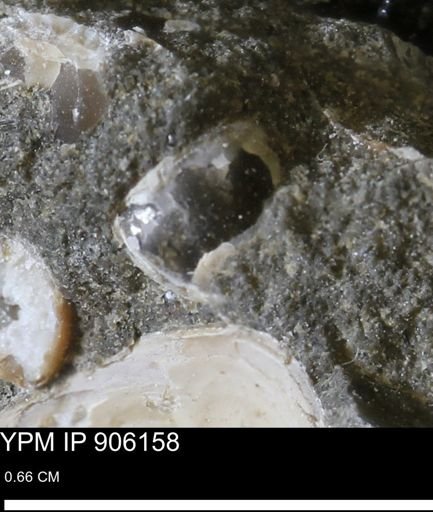 undet. Bivalvia