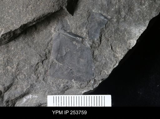 Eurypterus