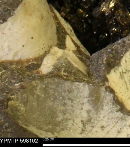 Limopsis striatopunctatus
