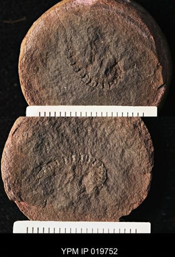 undet. Decapoda