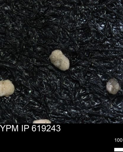 undet. Foraminiferida