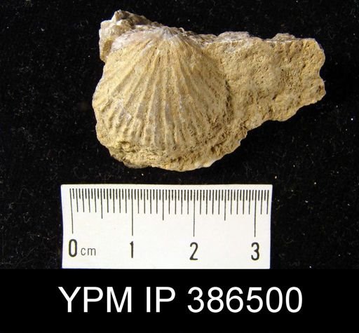 Plectatrypa gaspeensis