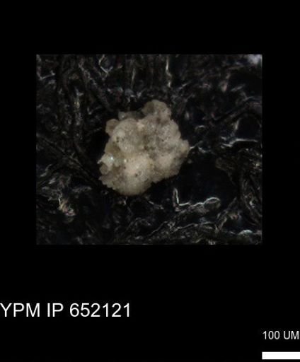 undet. Foraminiferida