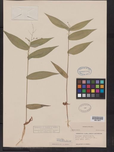 Panicum latifolium