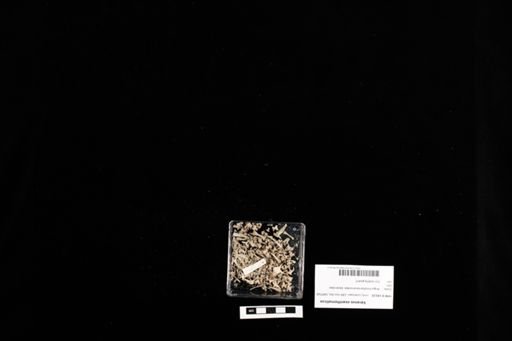Varanus exanthematicus