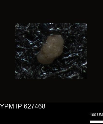 undet. Foraminiferida
