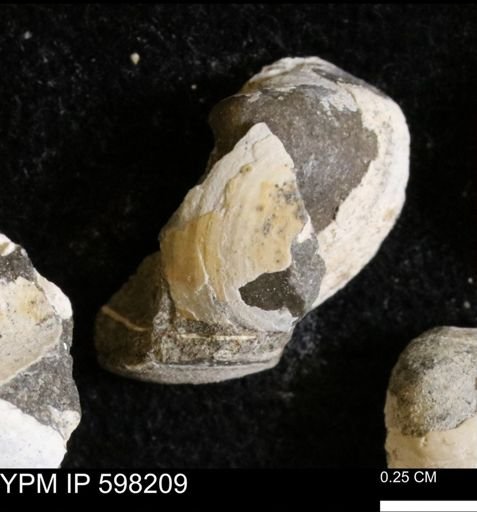 Limopsis striatopunctatus