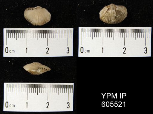 Rhysostrophia bella