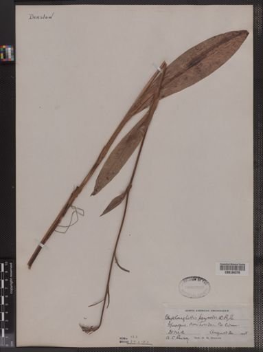 Blephariglottis psycodes