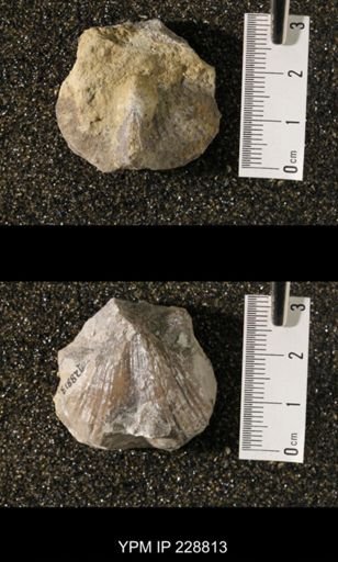 Neospirifer sp.