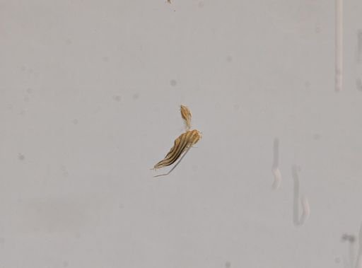 Notiodrilus falclandicus