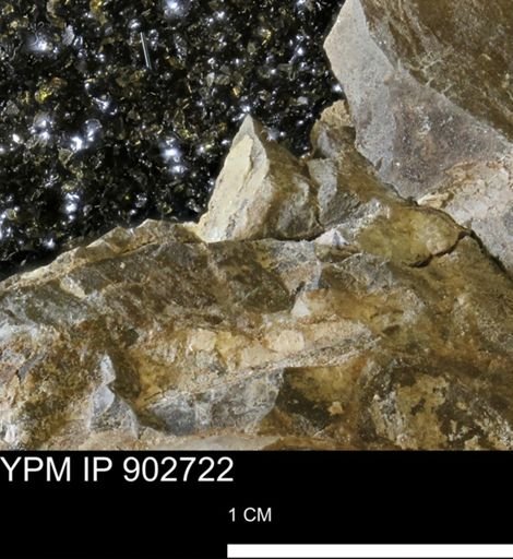 Baculites sp.