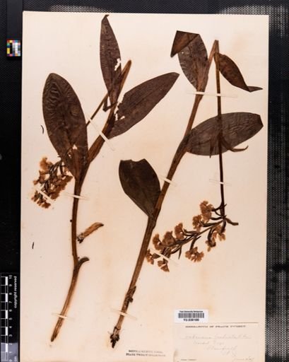 Plantae