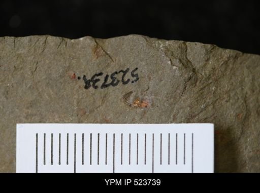 undet. Trilobita