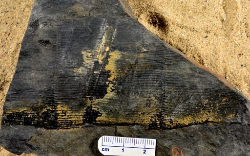 Calamites sp.