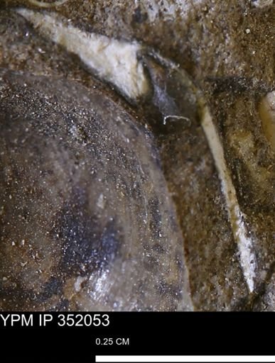 undet. Mollusca
