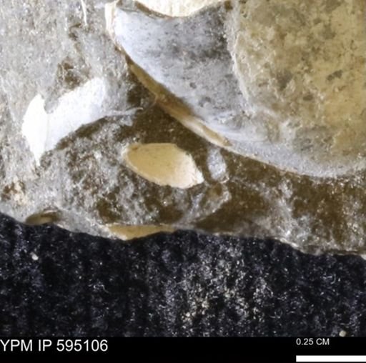 Protocardia sp.