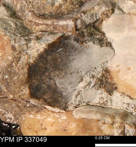 undet. Mollusca