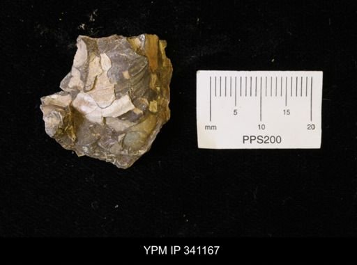 Inoceramus sp.