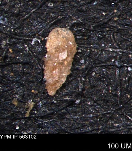 Verneuilina canadensis