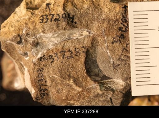 undet. Ostreidae