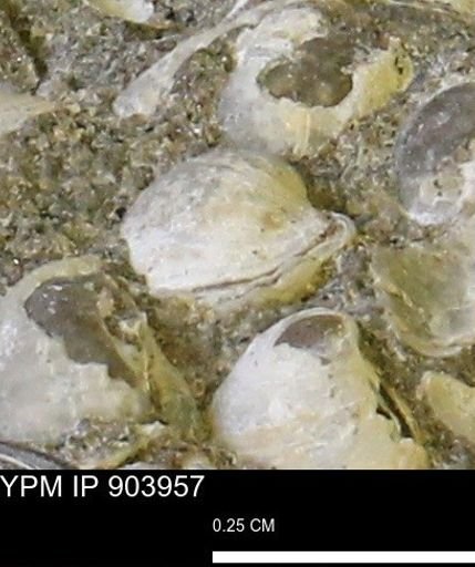 Corbulamella sp.