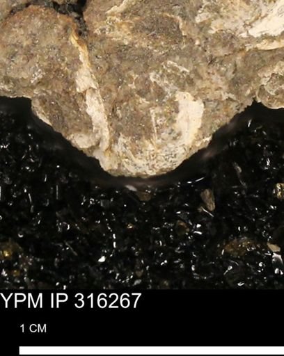undet. Mollusca
