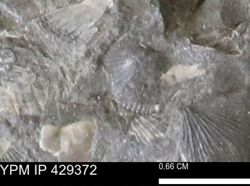 Devonochonetes scitulus