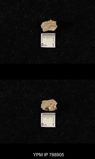 undet. Brachiopoda