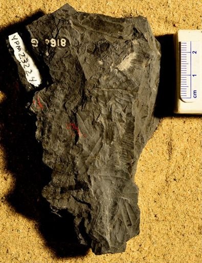 Calamites sp.
