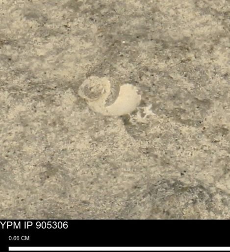 undet. Gastropoda