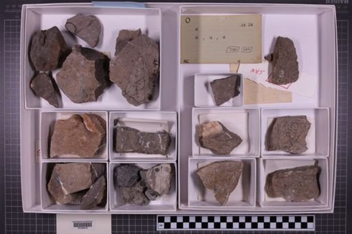 mixed taxa, stratigraphic collection