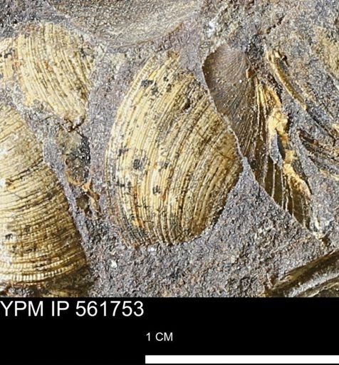 Limopsis sp.