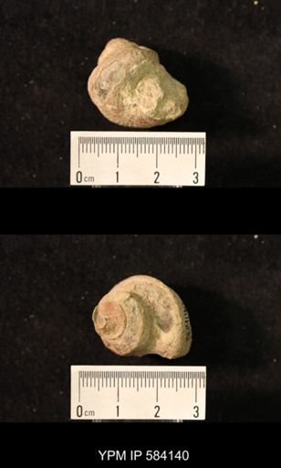 Worthenia tabulata