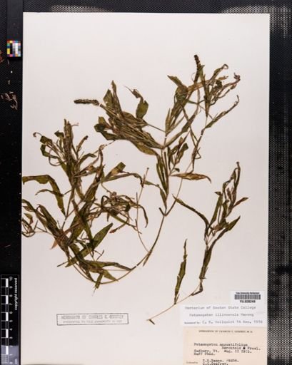 Potamogeton