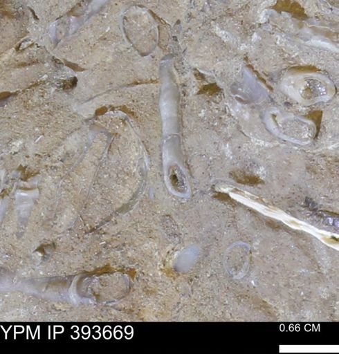undet. Serpulidae