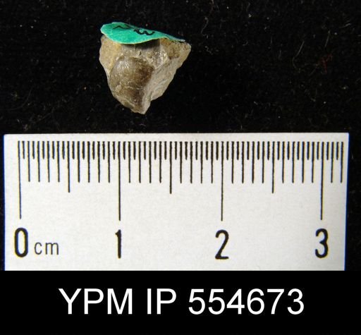 Hyattidina congesta junea