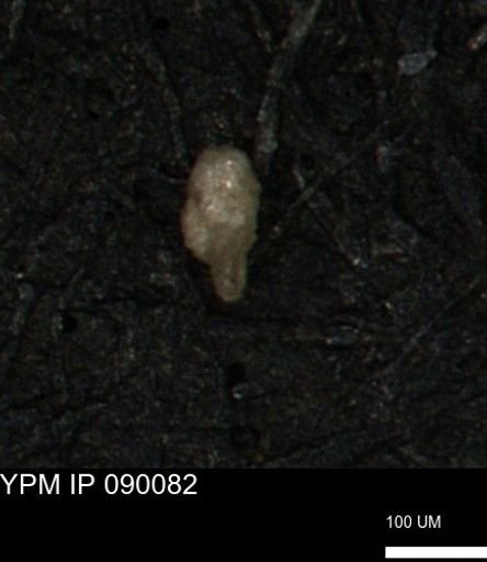 Bimonilina variana