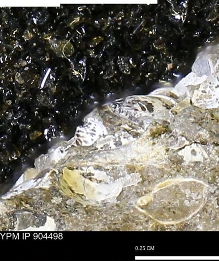 undet. Mollusca