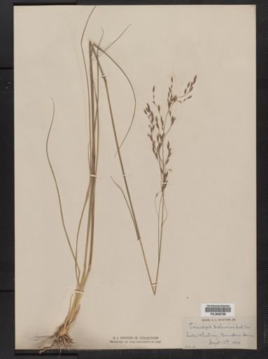 Tridens flavus
