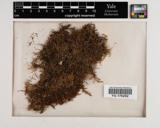Plantae