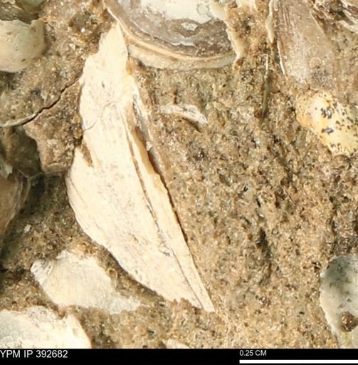Protocardia subquadrata