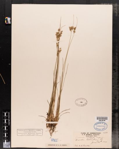 Juncus dudleyi