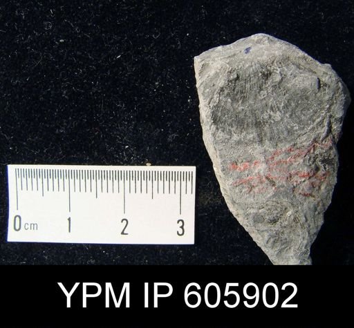 Derbyia sp.