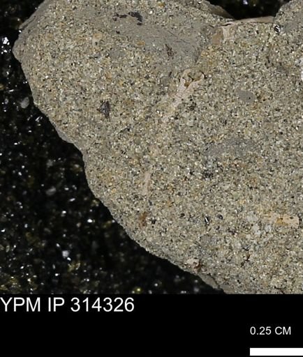 undet. Scaphopoda