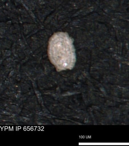 Spirolocammina planula