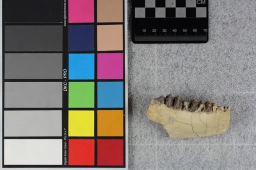 Merycoidodon culbertsoni
