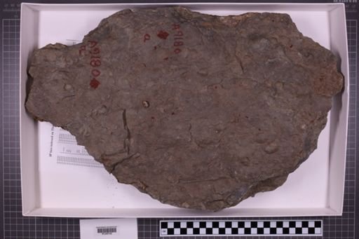 mixed taxa, stratigraphic collection