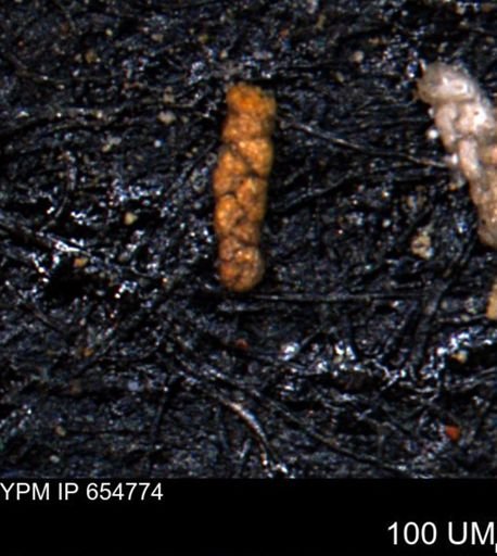 Ammobaculoides phaulus